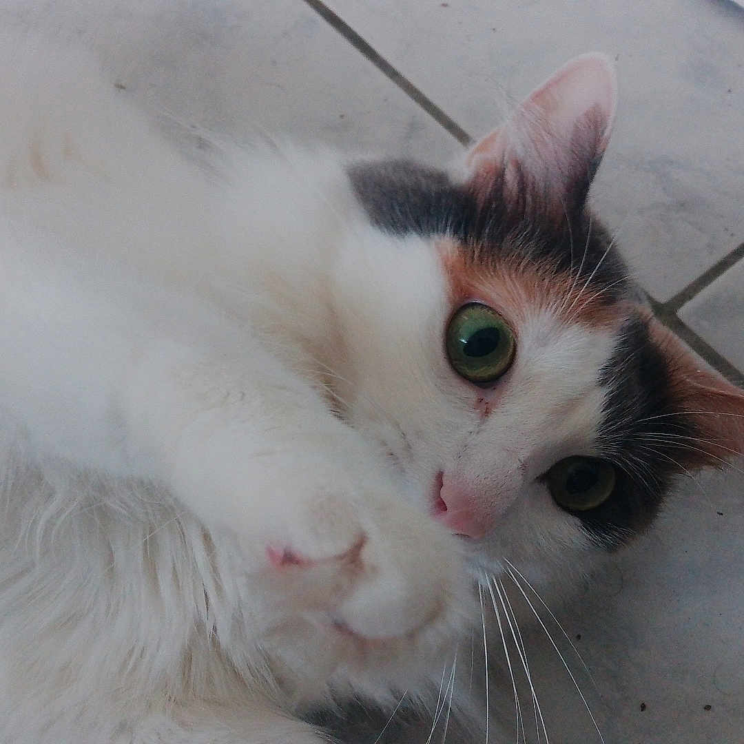 Pistache