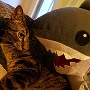 Shark Bait joined the competition — help win amazing prizes! animal, cat, cozy, cuddle, curious, cute, domestic_cat, ears, feline, fur, indoor, pet, plush_toy, relaxed, shark, soft_light, stuffed_animal, tabby_cat, whiskers, window