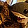 Shark Bait
