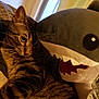 animal, cat, cozy, cuddle, curious, cute, domestic_cat, ears, feline, fur, indoor, pet, plush_toy, relaxed, shark, soft_light, stuffed_animal, tabby_cat, whiskers, window