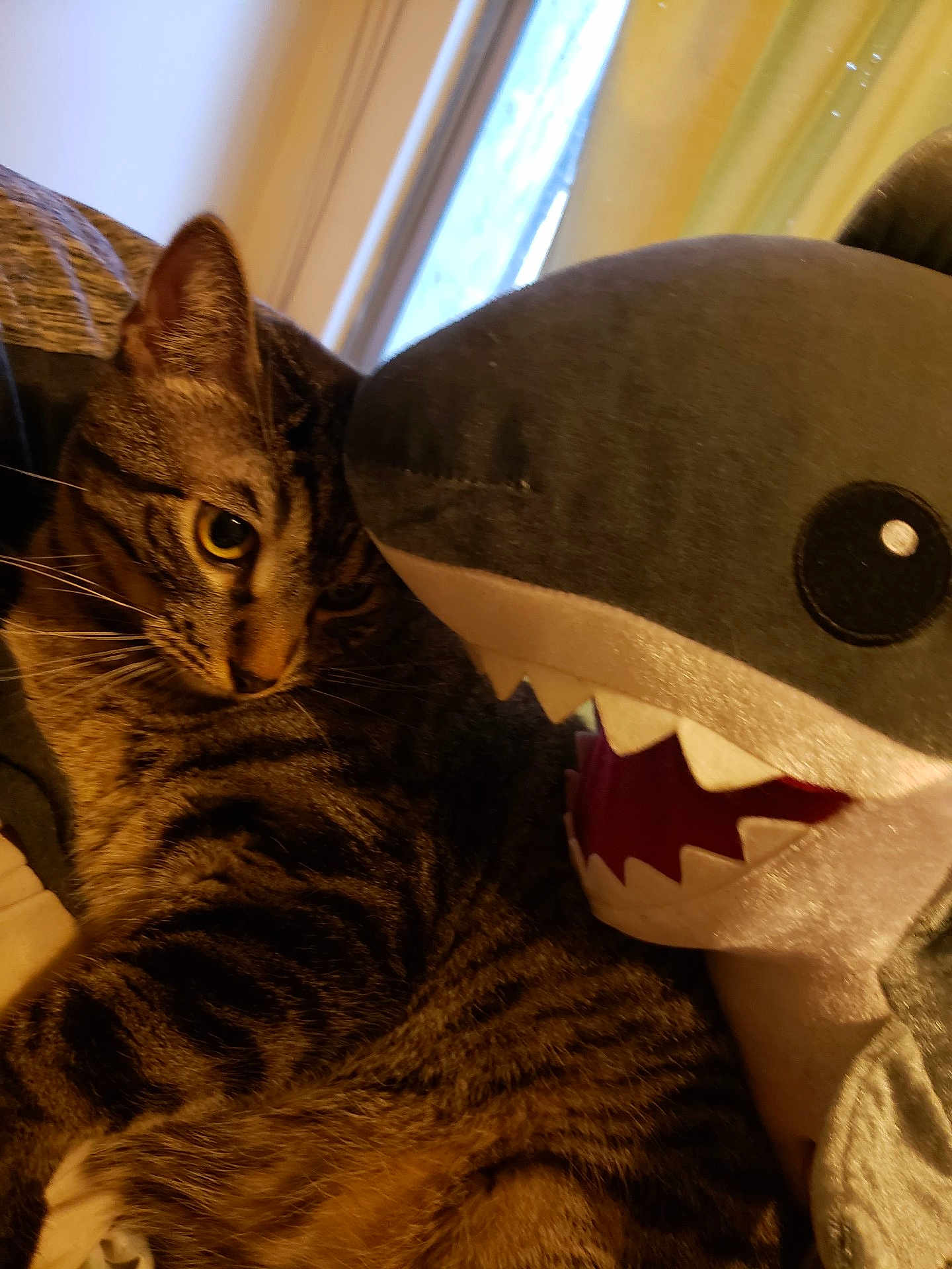 Shark Bait