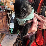 Alf participe au concours pour gagner de l'argent avec cette photo : dog, puppy, french_bulldog, scarf, person, hands, indoor, kitchen, rustic, tile_floor, decor, pillow, animal, pet, curious, black_dog, furniture, cozy, holding, portrait