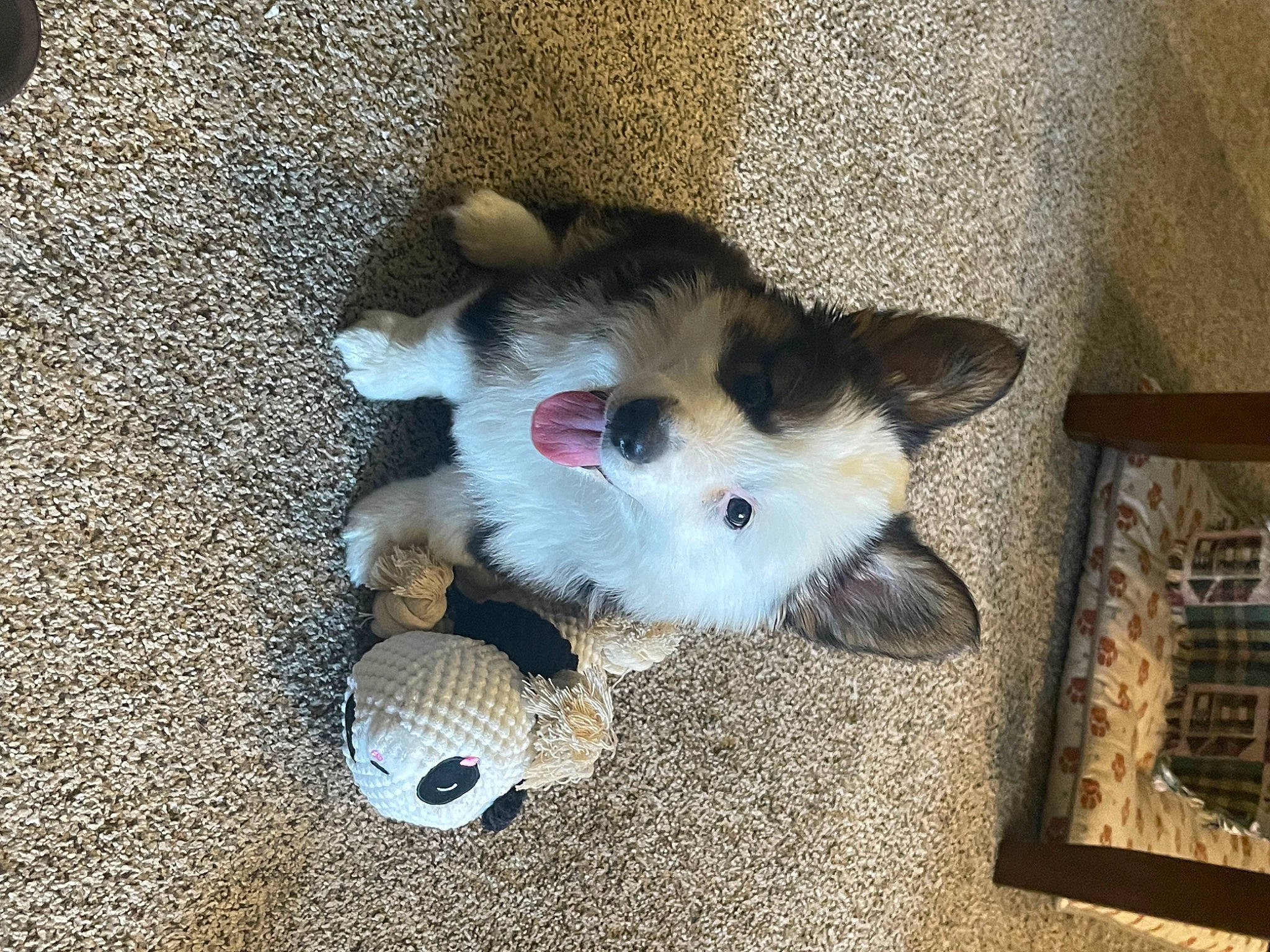 Panda is registered to the contest to win money with this photo: ball, canidae, carnivore, cat, claw, companion_dog, dog_breed, felidae, flooring, fur, hardwood, paw, pet_supply, small_to_medium_sized_cats, snout, sporting_group, tail, toy, whiskers, wood