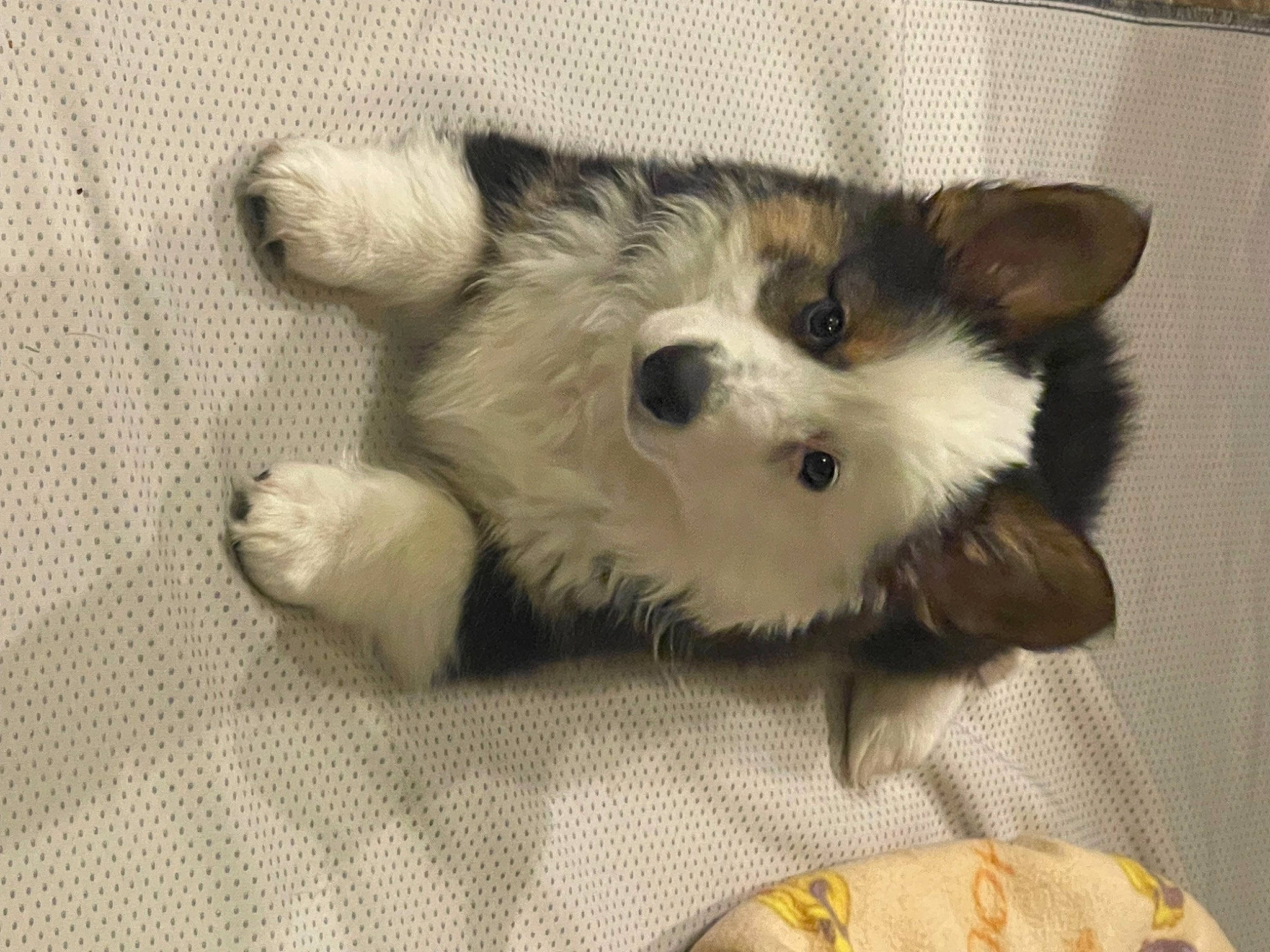 Panda joined the competition — help win amazing prizes! carnivore, cat, claw, comfort, companion_dog, dog_breed, dog_supply, fawn, felidae, fur, non_sporting_group, paw, small_to_medium_sized_cats, snout, sporting_group, tail, terrestrial_animal, toy, toy_dog, whiskers