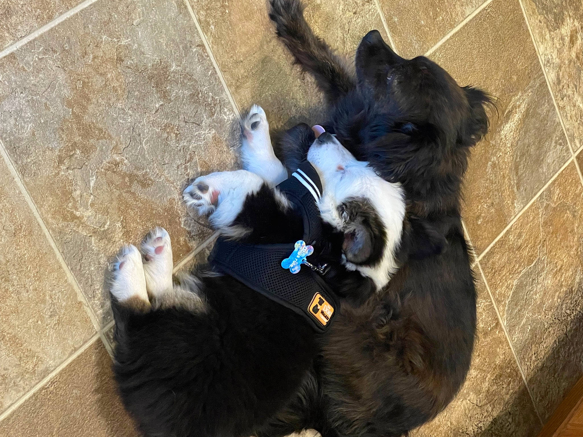 Panda is registered to the contest to win money with this photo: canidae, carnivore, claw, collar, companion_dog, dog_breed, dog_collar, fur, grass, herding_dog, natural_material, paw, pet_supply, road_surface, shadow, snout, sporting_group, tail, terrestrial_animal, working_animal