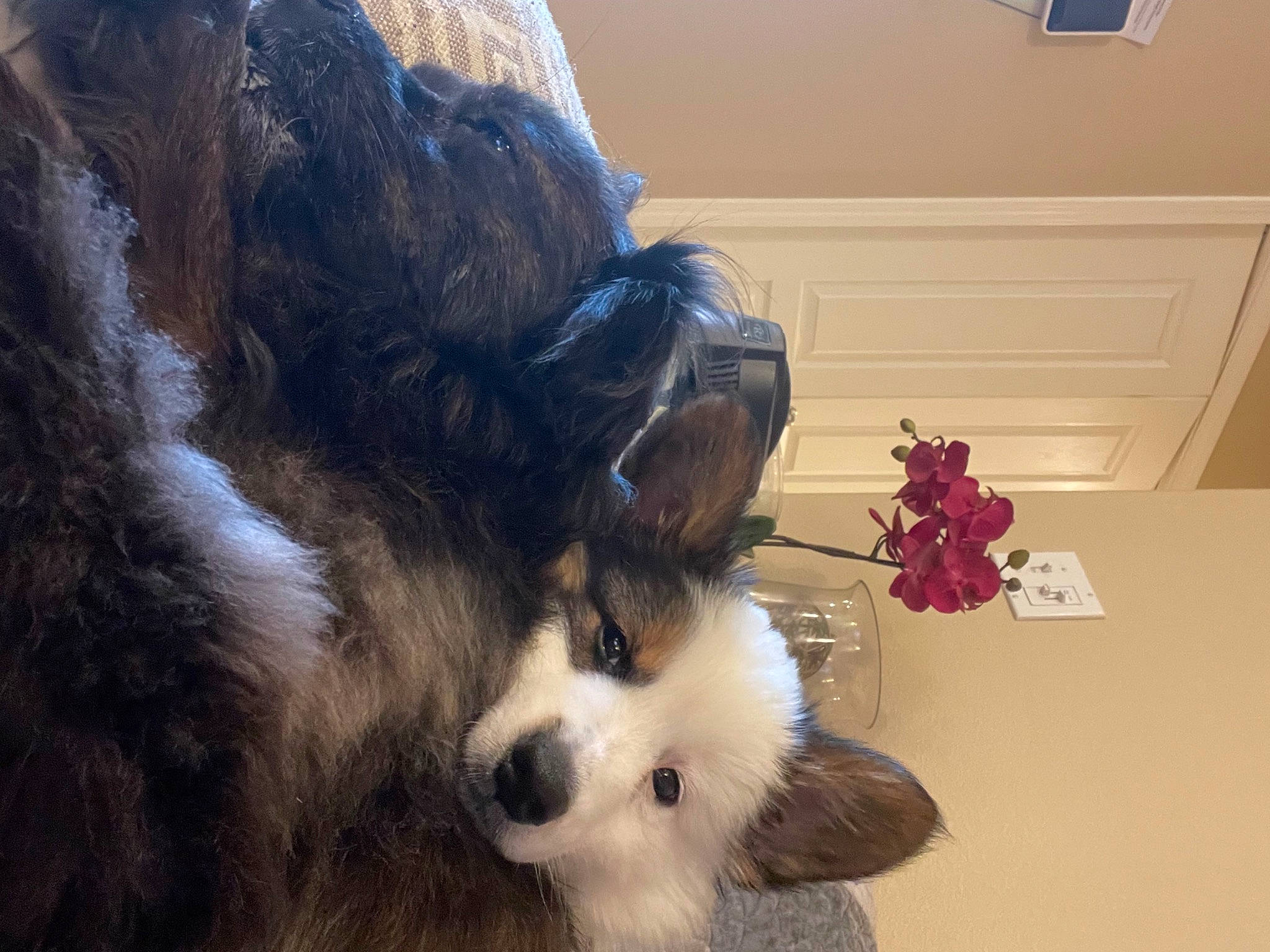 Panda is registered to the contest to win money with this photo: carnivore, cavalier_king_charles_spaniel, claw, companion_dog, dog, dog_breed, fur, herding_dog, king_charles_spaniel, paw, snout, spaniel, sporting_group, tail, terrestrial_animal, toy, toy_dog, whiskers, working_animal, working_dog