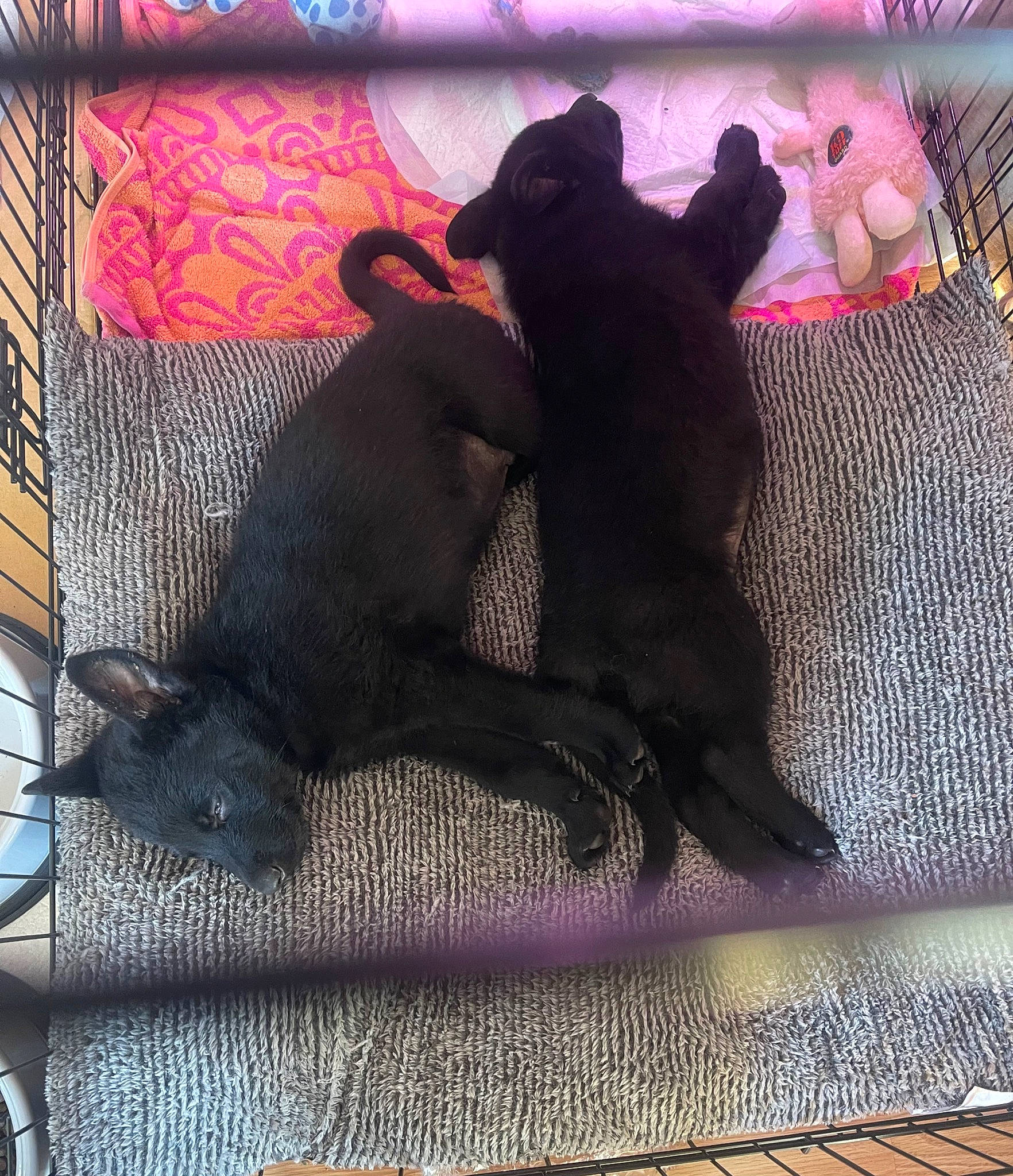 Major joined the competition — help win amazing prizes! art, canidae, carnivore, comfort, companion_dog, dog, dog_breed, fawn, felidae, flooring, grey, magenta, pattern, purple, rectangle, small_to_medium_sized_cats, snout, sporting_group, tail, tints_and_shades