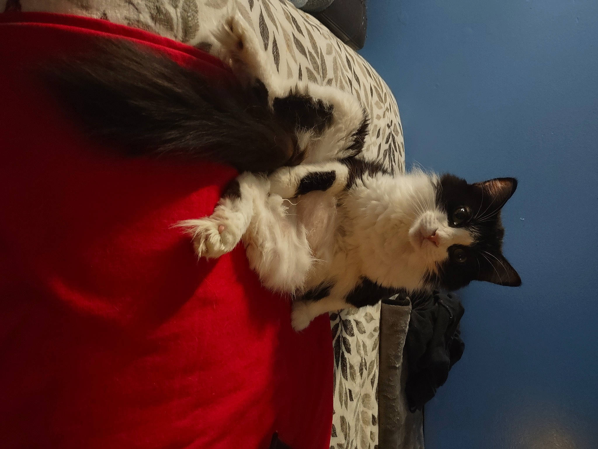 Fred joined the competition — help win amazing prizes! canidae, carnivore, cat, claw, collar, comfort, companion_dog, dog_breed, domestic_short_haired_cat, ear, fawn, felidae, fur, paw, small_to_medium_sized_cats, snout, tail, thai, whiskers