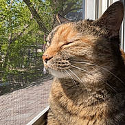 Kakhi joined the competition — help win amazing prizes! cat, tabby, sunlight, window, screen, outdoor, tree, greenery, closeup, pet, feline, whiskers, relaxed, daylight, nature, animal, domestic, portrait, peaceful, window_sill