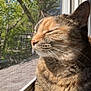 cat, tabby, sunlight, window, screen, outdoor, tree, greenery, closeup, pet, feline, whiskers, relaxed, daylight, nature, animal, domestic, portrait, peaceful, window_sill