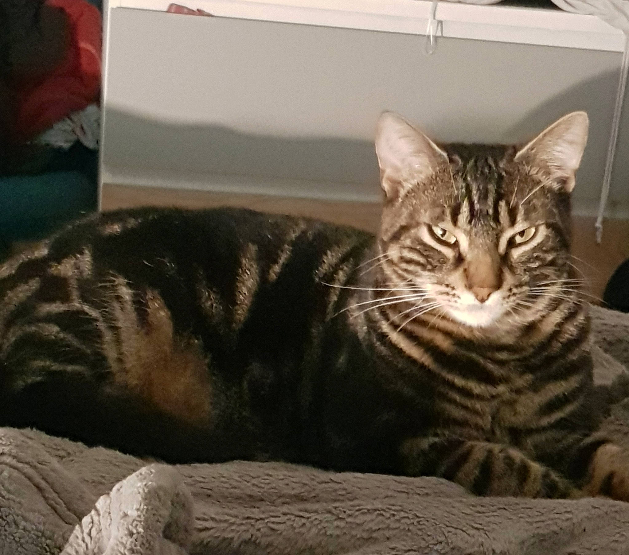 Néo participe au concours pour gagner de l'argent avec cette photo : american_shorthair, asian, australian_mist, bengal, california_spangled, carnivore, cat, domestic_short_haired_cat, dragon_li, european_shorthair, felidae, fur, mammal, ocicat, pixie_bob, small_to_medium_sized_cats, tabby_cat, toyger, whiskers