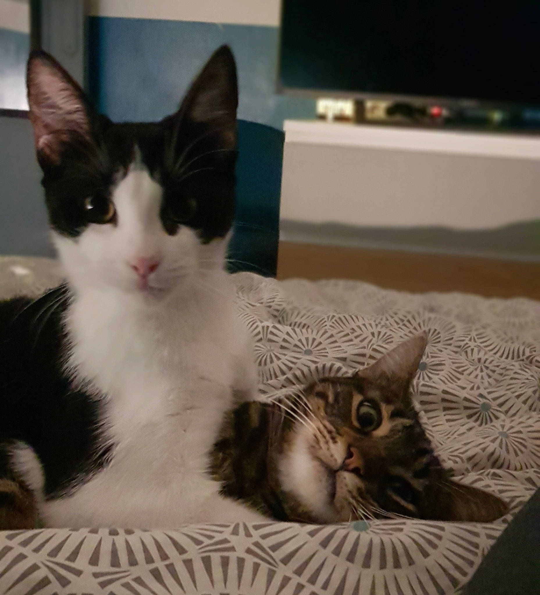 Néo participe au concours pour gagner de l'argent avec cette photo : aegean_cat, american_wirehair, asian, carnivore, cat, domestic_short_haired_cat, european_shorthair, felidae, fur, kitten, mammal, polydactyl_cat, small_to_medium_sized_cats, tabby_cat, vertebrate, whiskers