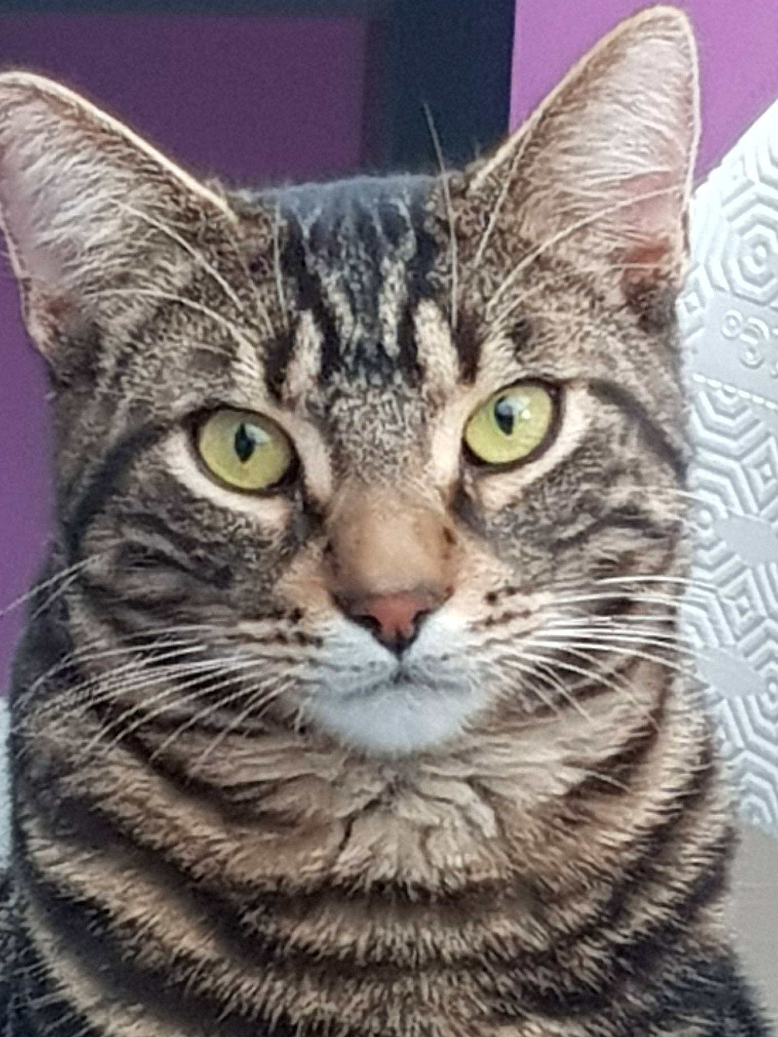 Néo participe au concours pour gagner de l'argent avec cette photo : aegean_cat, american_shorthair, american_wirehair, asian, australian_mist, california_spangled, carnivore, cat, domestic_short_haired_cat, dragon_li, egyptian_mau, european_shorthair, felidae, mammal, ocicat, pixie_bob, small_to_medium_sized_cats, tabby_cat, vertebrate, whiskers