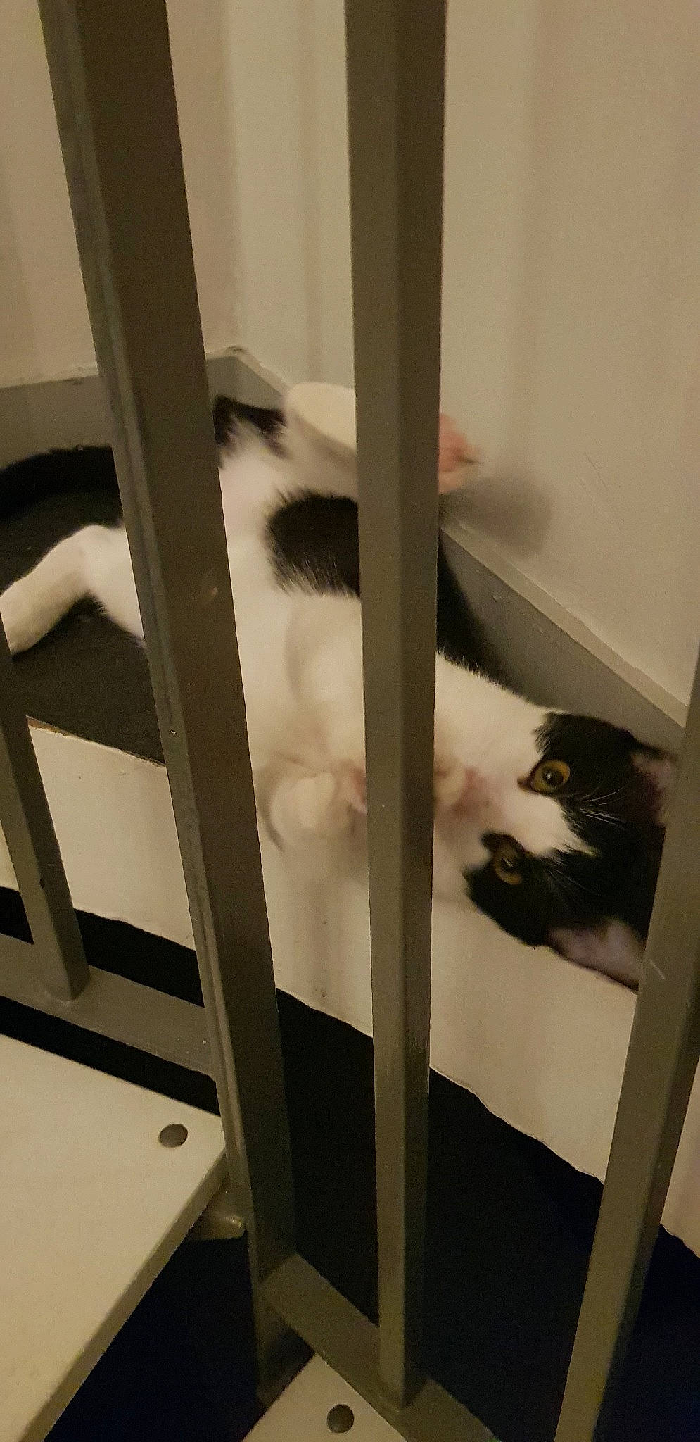 Indi a rejoint le concours — aidez-le/la à gagner de superbes lots ! animal_shelter, carnivore, cat, felidae, kitten, small_to_medium_sized_cats