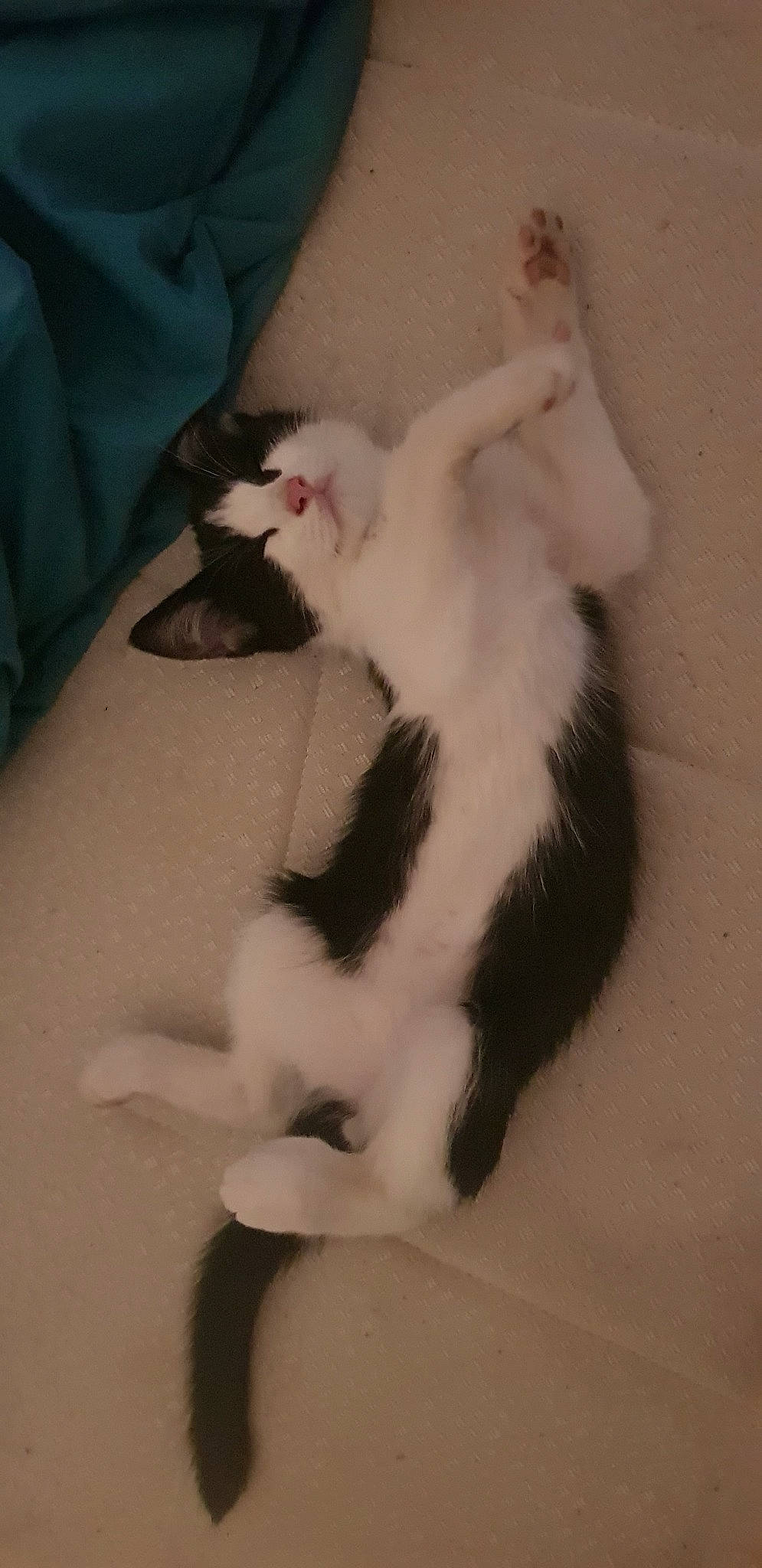 Indi participe au concours pour gagner de l'argent avec cette photo : american_curl, carnivore, cat, ear, felidae, fur, kitten, norwegian_forest_cat, paw, polydactyl_cat, small_to_medium_sized_cats, tail, turkish_angora, turkish_van, whiskers