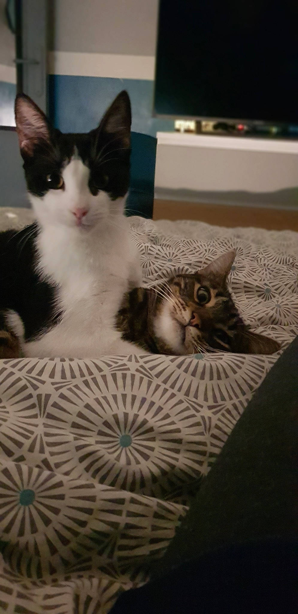 Indi a rejoint le concours — aidez-le/la à gagner de superbes lots ! aegean_cat, american_wirehair, asian, carnivore, cat, domestic_short_haired_cat, european_shorthair, felidae, kitten, mammal, polydactyl_cat, small_to_medium_sized_cats, tabby_cat, whiskers