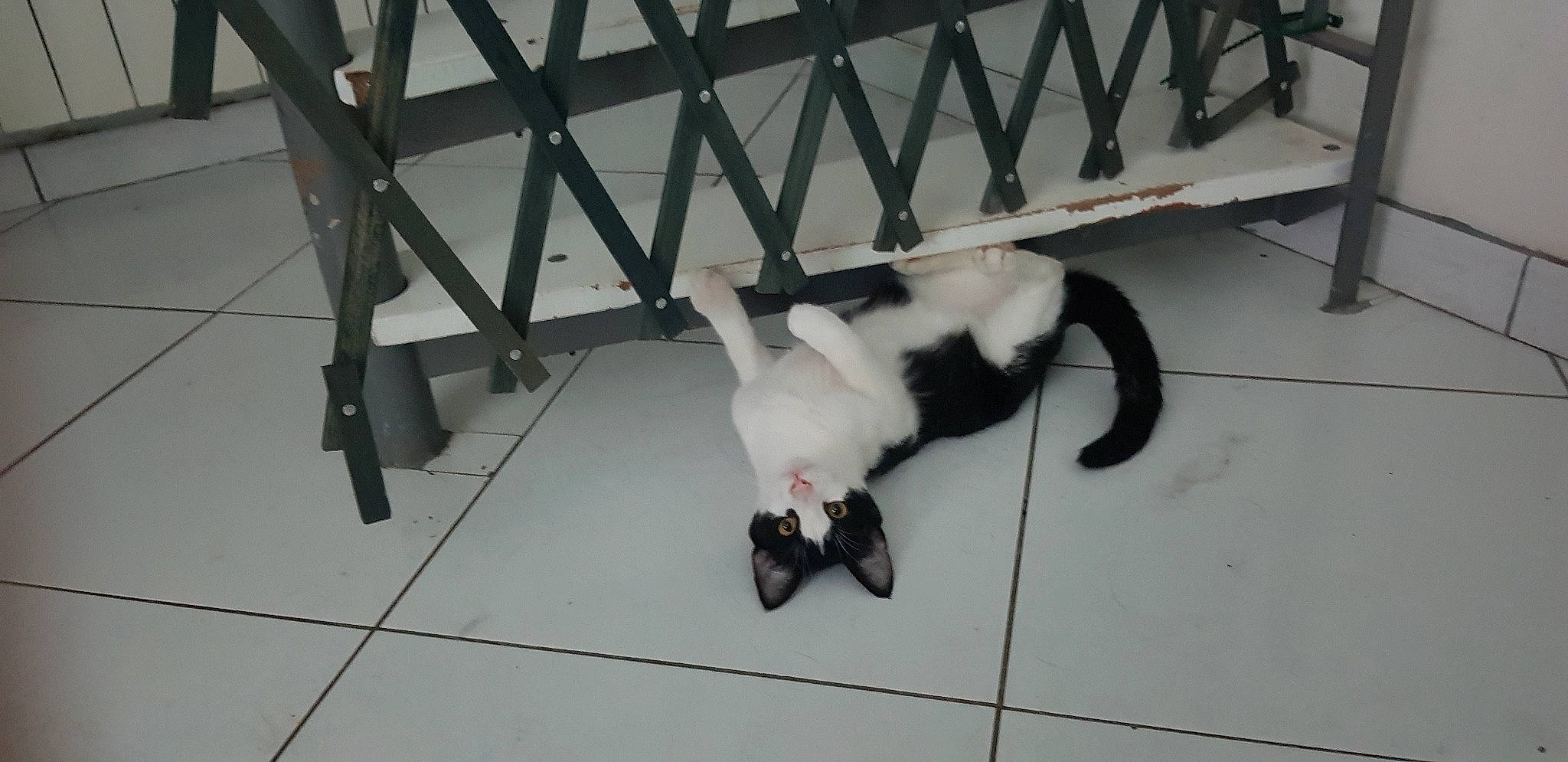 Indi a rejoint le concours — aidez-le/la à gagner de superbes lots ! canidae, carnivore, cat, felidae, floor, kitten, small_to_medium_sized_cats, tail