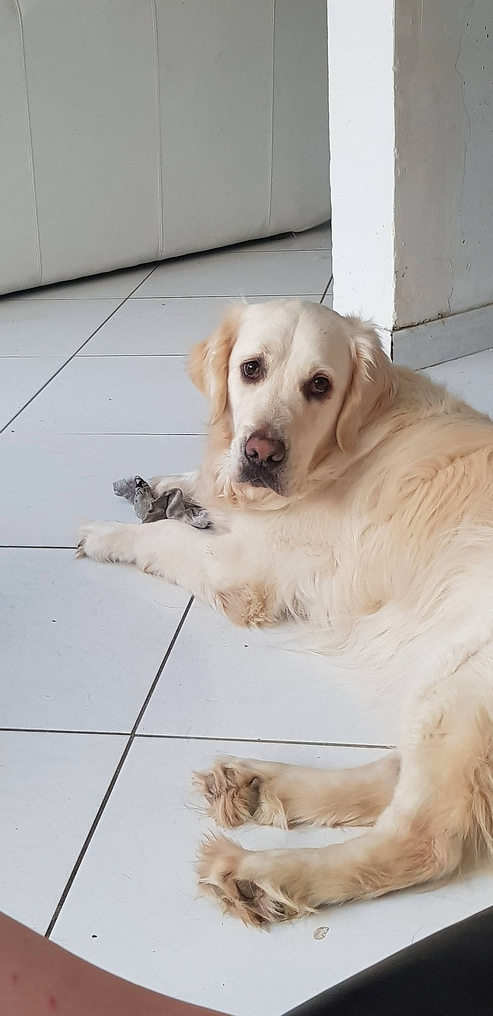 Menko participe au concours pour gagner de l'argent avec cette photo : akbash_dog, canidae, carnivore, companion_dog, dog, dog_breed, fawn, golden_retriever, great_pyrenees, labrador_retriever, livestock_guardian_dog, mammal, maremma_sheepdog, retriever, small_greek_domestic_dog, snout, sporting_group, vertebrate