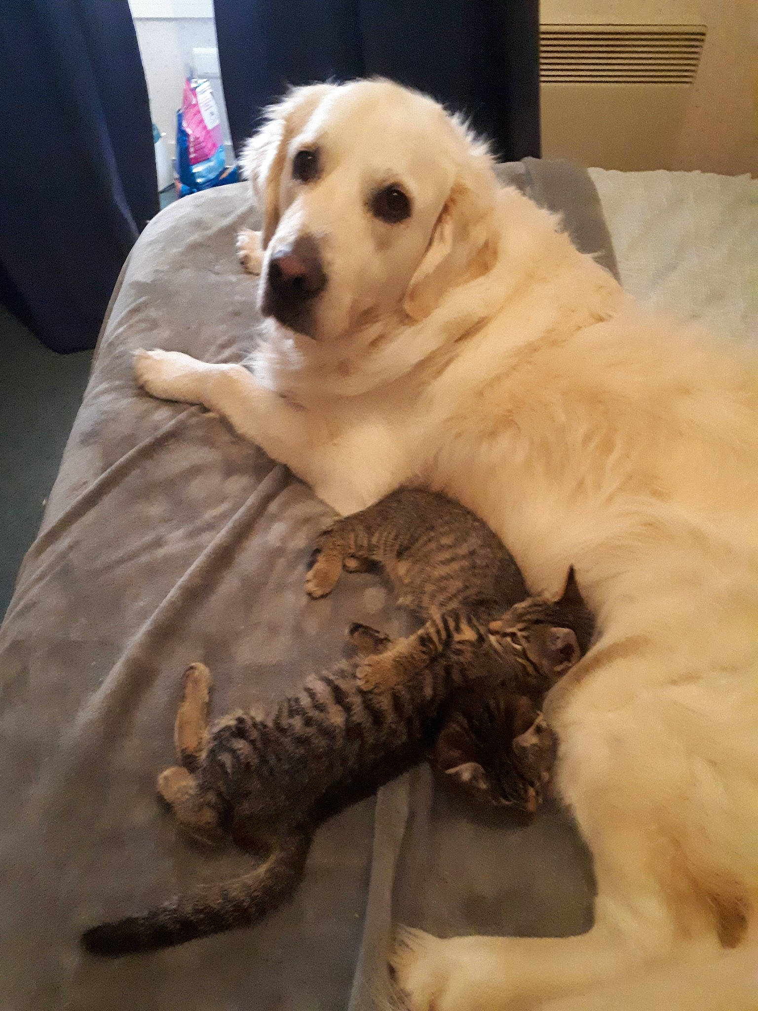 Menko a rejoint le concours — aidez-le/la à gagner de superbes lots ! akbash_dog, canidae, carnivore, companion_dog, dog, dog_breed, golden_retriever, great_pyrenees, kuvasz, livestock_guardian_dog, mammal, maremma_sheepdog, mucuchies, polish_tatra_sheepdog, retriever, slovak_cuvac, small_greek_domestic_dog, sporting_group, vertebrate