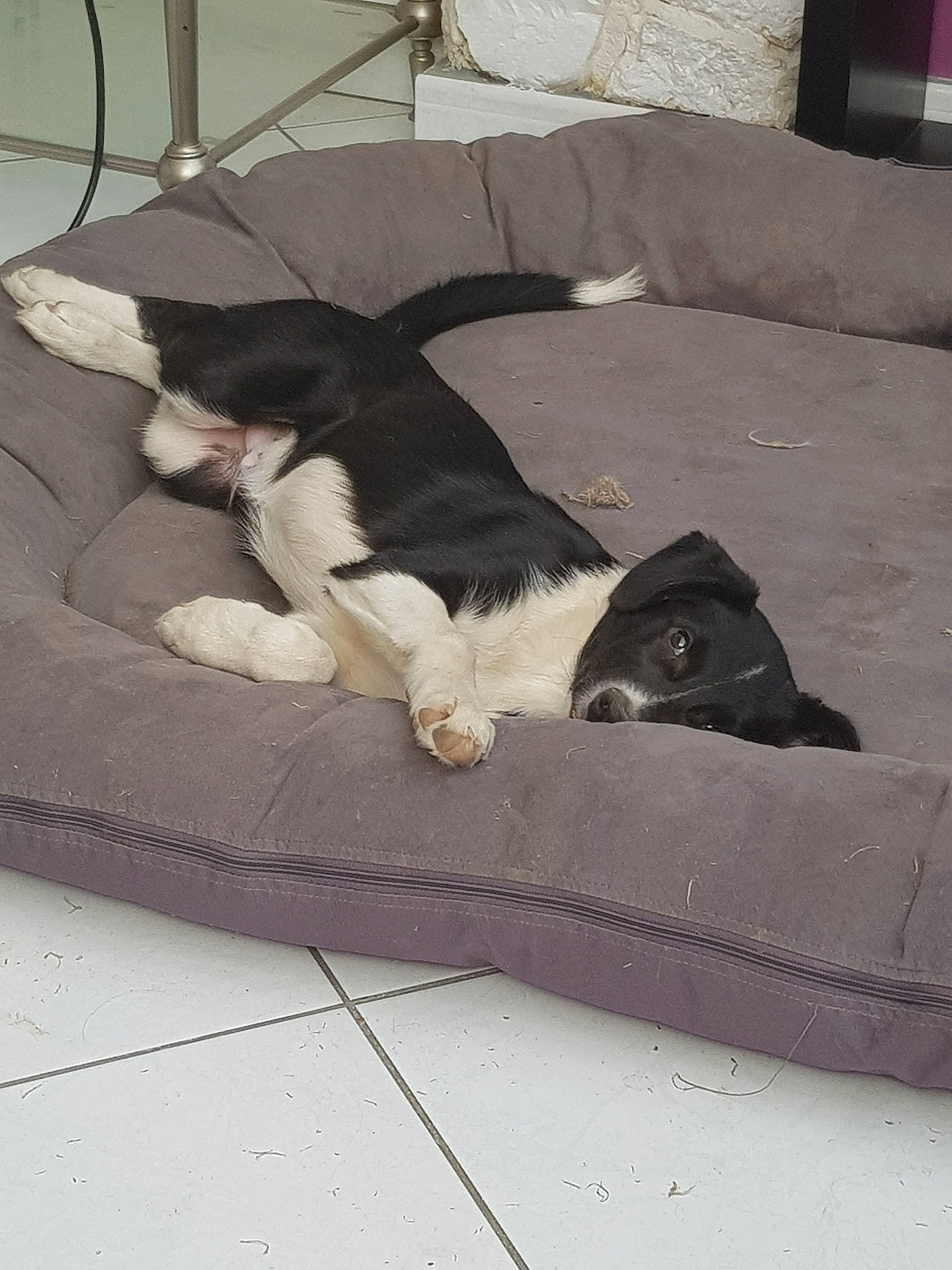 Octet a rejoint le concours — aidez-le/la à gagner de superbes lots ! border_collie, canidae, carnivore, dog, dog_breed, sleep, sporting_group, tail