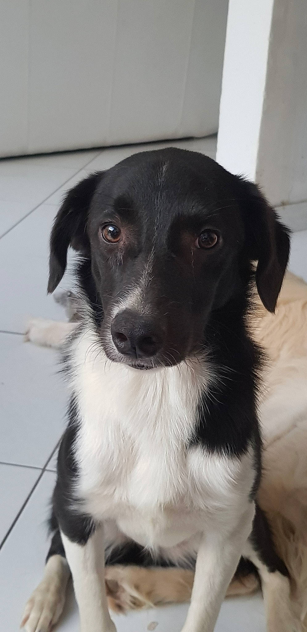 Octet a rejoint le concours — aidez-le/la à gagner de superbes lots ! beagador, borador, border_collie, canidae, carnivore, dog, dog_breed, eurohound, mammal, mcnab, rare_breed_dog, snout, sporting_group, stabyhoun, vertebrate, whiskers, working_dog