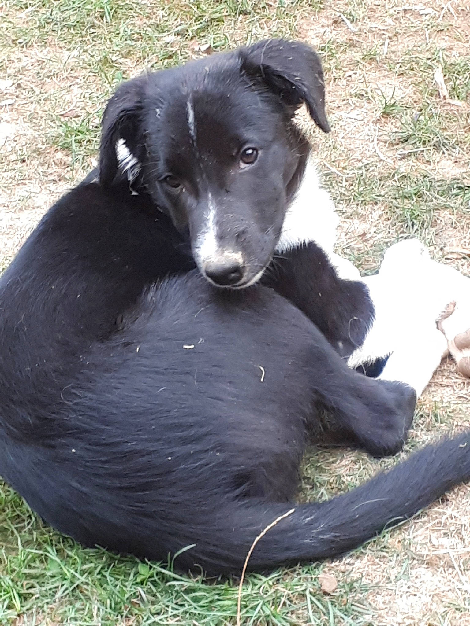 Octet a rejoint le concours — aidez-le/la à gagner de superbes lots ! borador, canidae, carnivore, companion_dog, dog, dog_breed, mammal, patterdale_terrier, snout, sporting_group, vertebrate