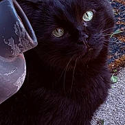 Benny is registered to the contest to win money with this photo: black_cat, cat, animal, pet, green_eyes, outdoor, garden, foliage, concrete, curious, feline, whiskers, shadow, nature, close_up, portrait, sitting, quiet, soft_fur, domestic_animal
