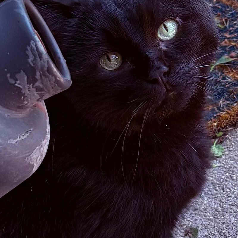 Benny is registered to the contest to win money with this photo: animal, black_cat, cat, close_up, concrete, curious, domestic_animal, feline, foliage, garden, green_eyes, nature, outdoor, pet, portrait, quiet, shadow, sitting, soft_fur, whiskers