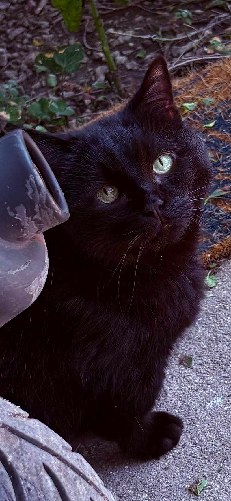 Benny is registered to the contest to win money with this photo: black_cat, cat, animal, pet, green_eyes, outdoor, garden, foliage, concrete, curious, feline, whiskers, shadow, nature, close_up, portrait, sitting, quiet, soft_fur, domestic_animal