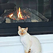 King is registered to the contest to win money with this photo: animal, blue_eyes, calm, cat, cozy, cute, domestic, feline, fire, fireplace, flames, home, indoor, pet, portrait, relaxed, sitting, warm, white_ledge, wood_floor