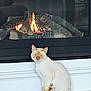 animal, blue_eyes, calm, cat, cozy, cute, domestic, feline, fire, fireplace, flames, home, indoor, pet, portrait, relaxed, sitting, warm, white_ledge, wood_floor