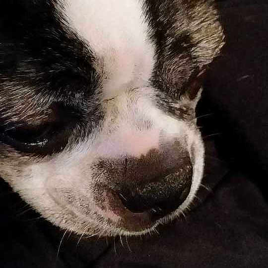 Roxie