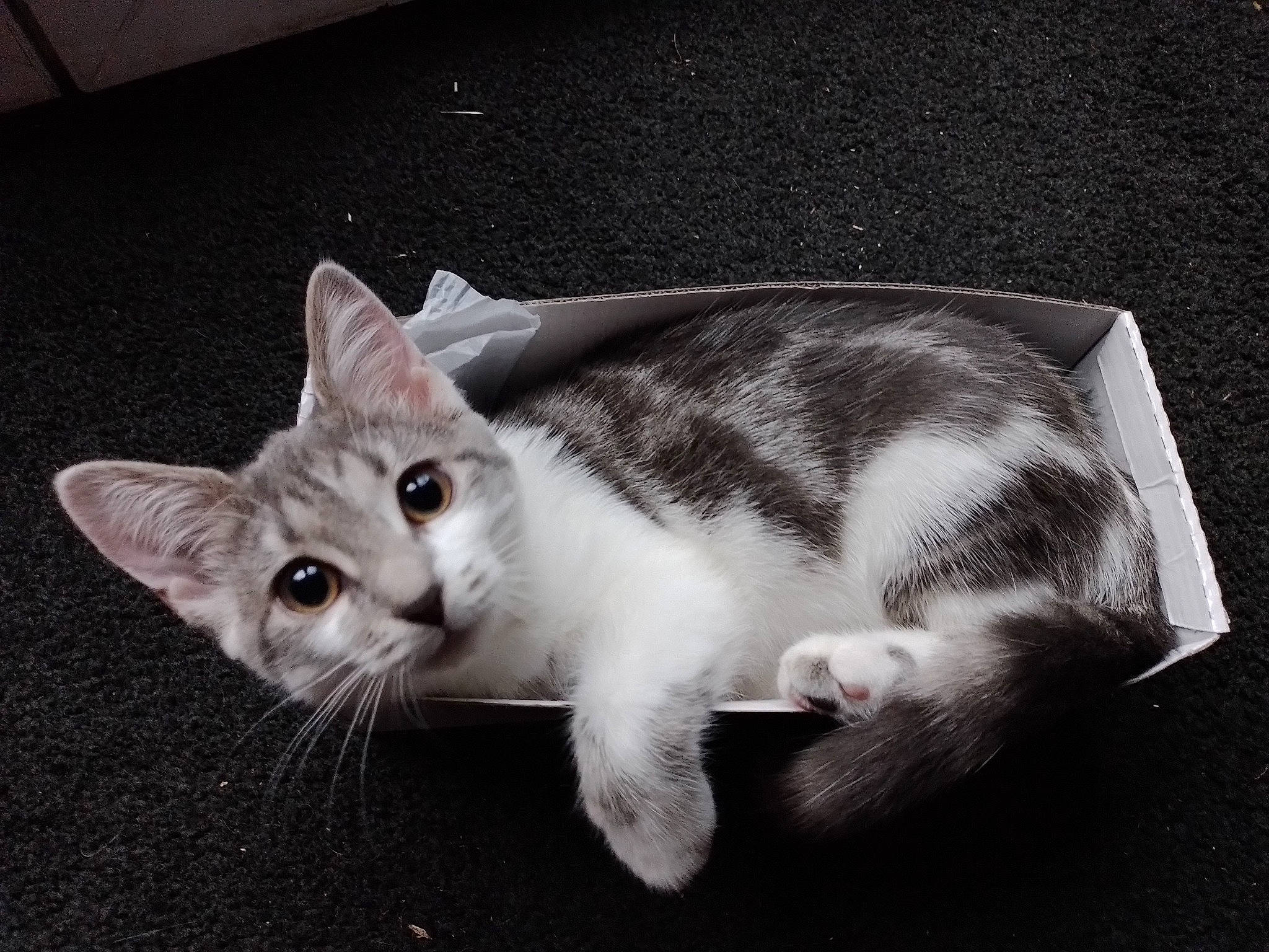 Nala participe au concours pour gagner de l'argent avec cette photo : carnivore, cat, claw, darkness, domestic_short_haired_cat, eye, felidae, fur, grey, monochrome, monochrome_photography, paw, photo_caption, small_to_medium_sized_cats, snout, tail, whiskers