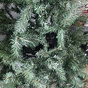 Molly participe au concours pour gagner de l'argent avec cette photo : black_cat, christmas_tree, artificial_tree, greenery, branches, eyes, pet, indoor, curious, hidden, camouflage, holiday, festive, animal, feline, plant, decor, closeup, nature, home