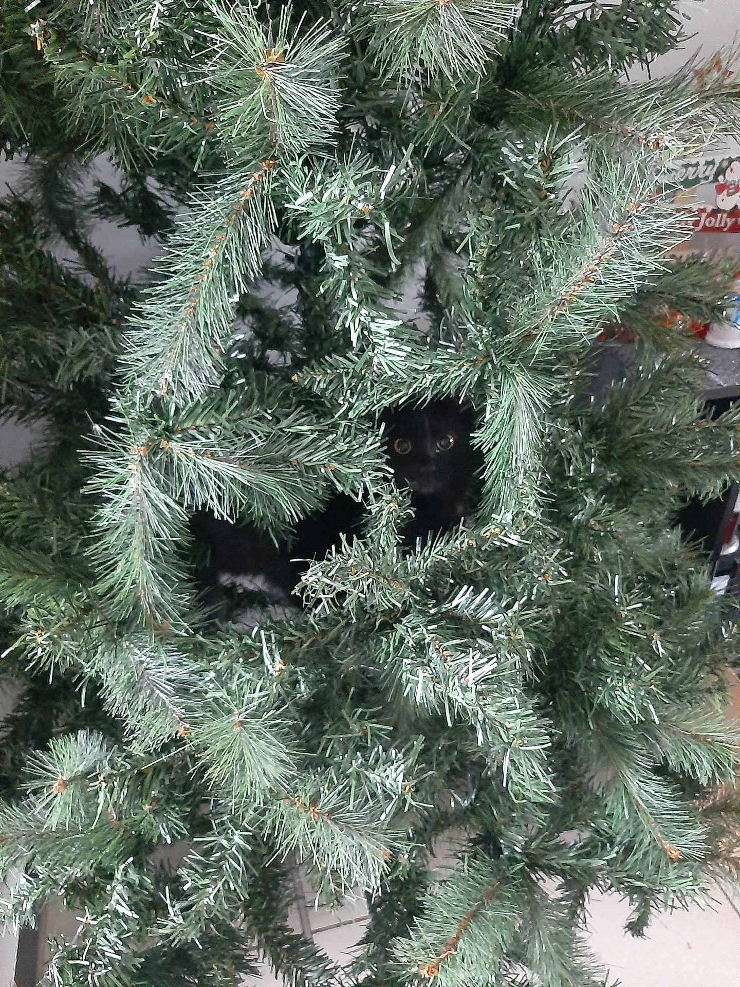 Molly participe au concours pour gagner de l'argent avec cette photo : black_cat, christmas_tree, artificial_tree, greenery, branches, eyes, pet, indoor, curious, hidden, camouflage, holiday, festive, animal, feline, plant, decor, closeup, nature, home