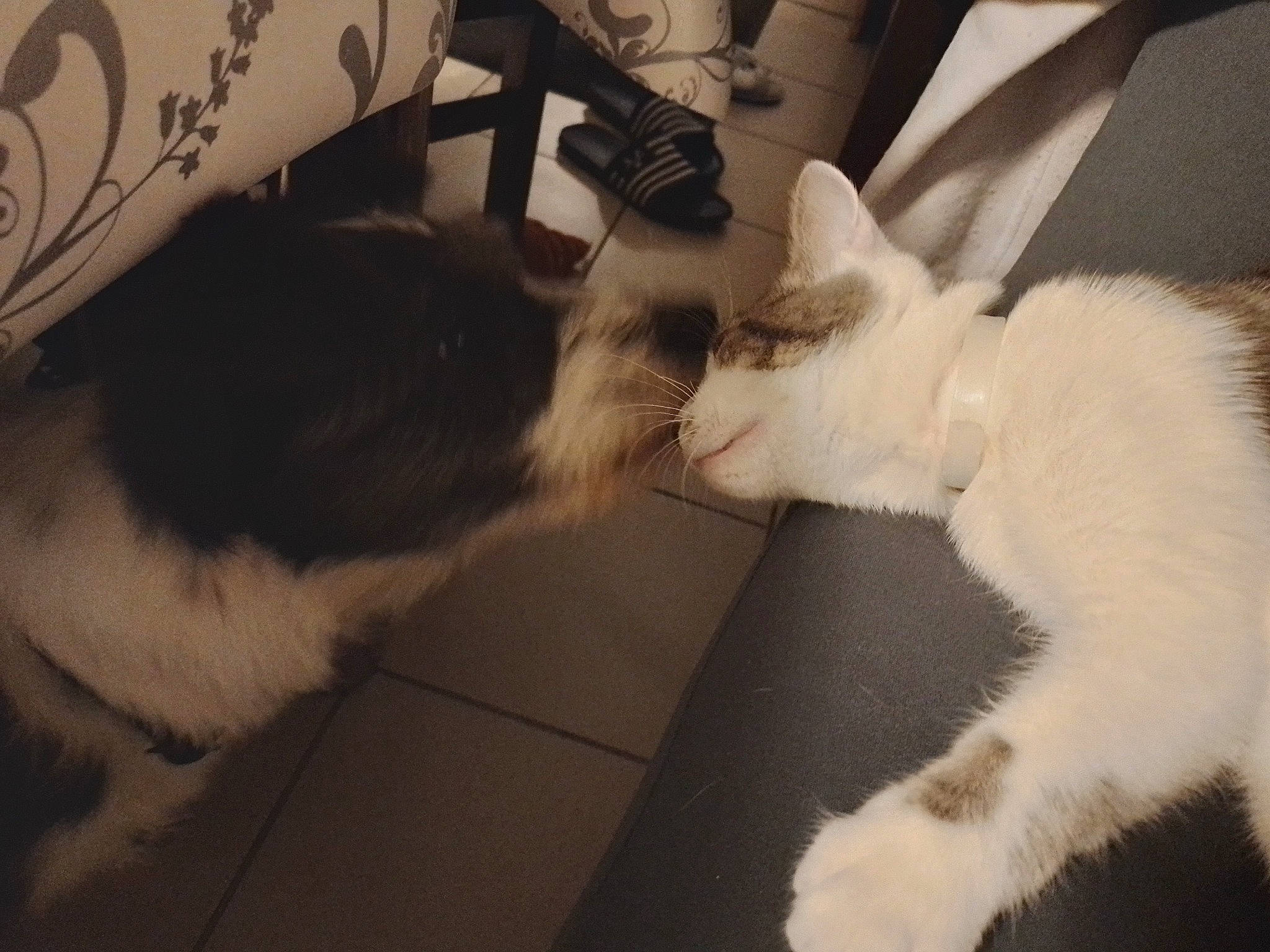 Kovu participe au concours pour gagner de l'argent avec cette photo : canidae, carnivore, cat, claw, comfort, companion_dog, dog_breed, domestic_short_haired_cat, felidae, flooring, fur, hardwood, human_leg, lap, paw, small_to_medium_sized_cats, snout, tail, whiskers, wood