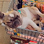 Frankie James joined the competition — help win amazing prizes! dog, french_bulldog, shopping_cart, sleeping, pet, animal, grocery, blanket, paws, resting, indoors, close_up, cute, companion, fur, ears, snout, relaxed, domestic_animal, store