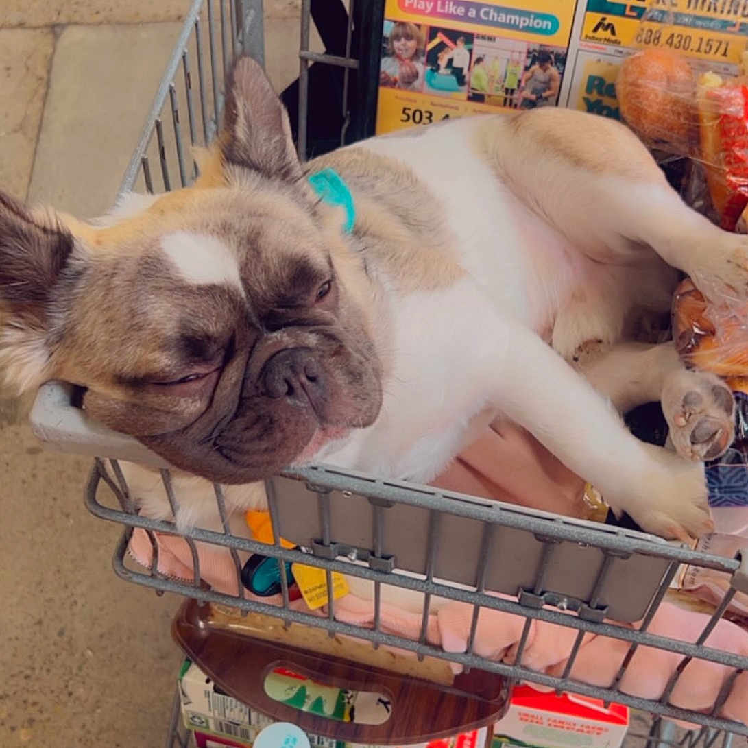 Frankie James joined the competition — help win amazing prizes! animal, blanket, close_up, companion, cute, dog, domestic_animal, ears, french_bulldog, fur, grocery, indoors, paws, pet, relaxed, resting, shopping_cart, sleeping, snout, store