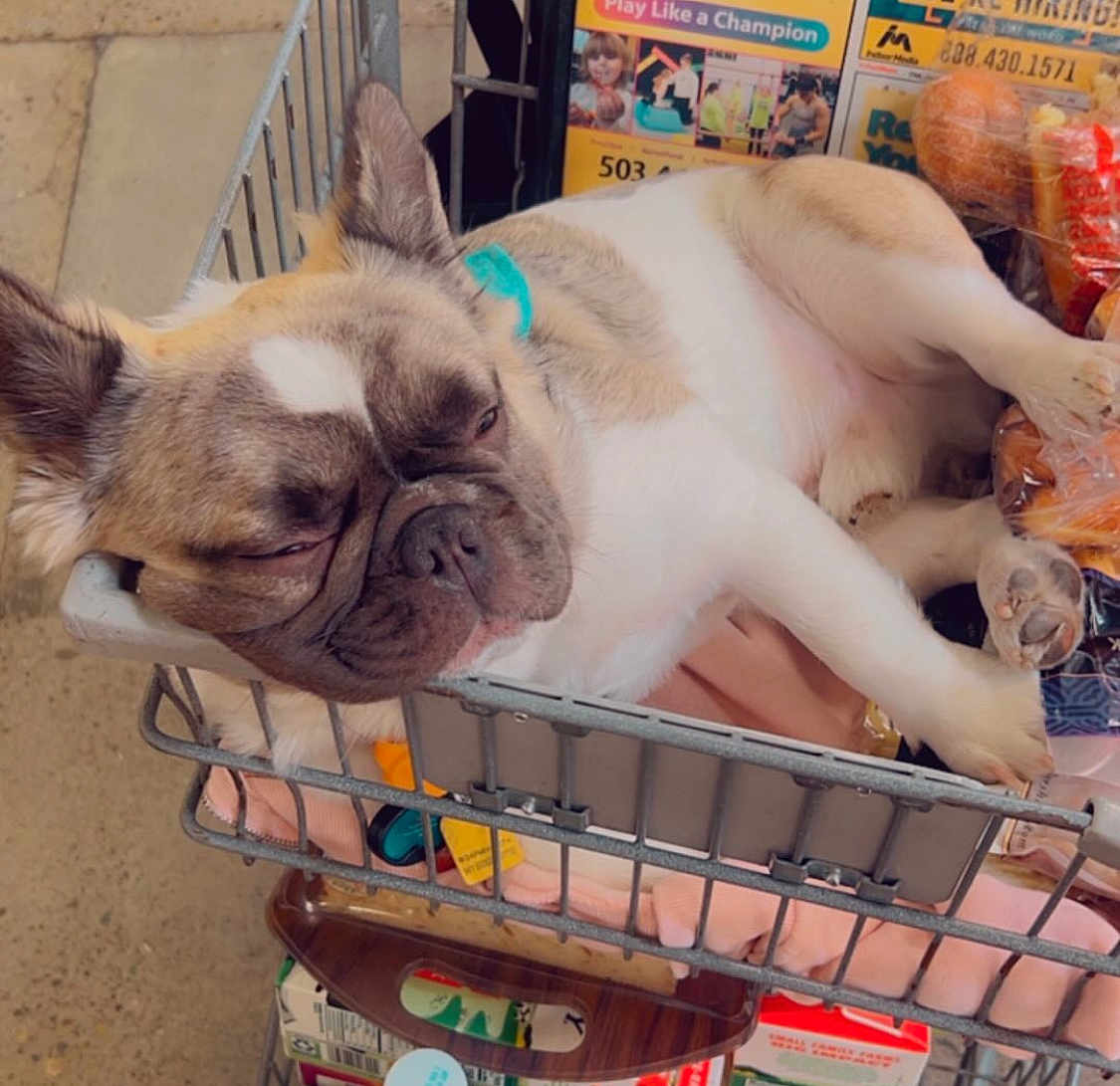 Frankie James joined the competition — help win amazing prizes! dog, french_bulldog, shopping_cart, sleeping, pet, animal, grocery, blanket, paws, resting, indoors, close_up, cute, companion, fur, ears, snout, relaxed, domestic_animal, store