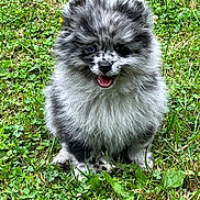 Moon a rejoint le concours — aidez-le/la à gagner de superbes lots ! puppy, dog, grass, outdoor, cute, fluffy, happy, pet, animal, nature, sitting, smiling, young, fur, canine, playful, adorable, small, friendly, greenery