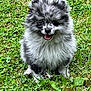 puppy, dog, grass, outdoor, cute, fluffy, happy, pet, animal, nature, sitting, smiling, young, fur, canine, playful, adorable, small, friendly, greenery