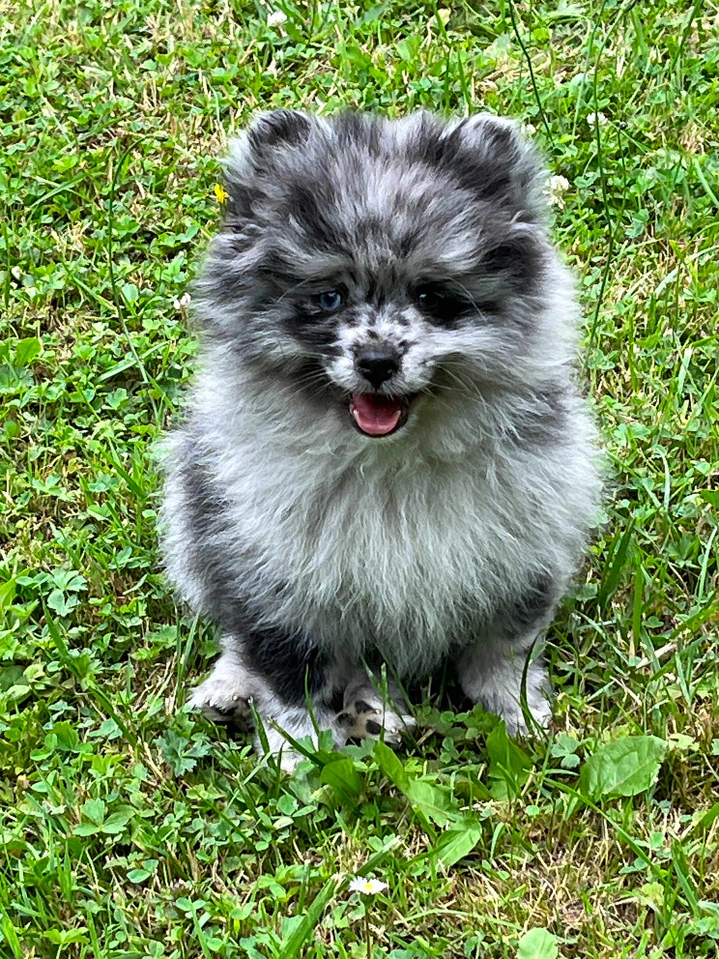 Moon a rejoint le concours — aidez-le/la à gagner de superbes lots ! puppy, dog, grass, outdoor, cute, fluffy, happy, pet, animal, nature, sitting, smiling, young, fur, canine, playful, adorable, small, friendly, greenery