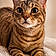 Simba