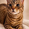 cat, tabby, close_up, pet, animal, feline, whiskers, ears, eyes, fur, nose, paws, resting, indoor, cozy, knitted_blanket, cute, curious, portrait, domestic_cat