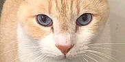 Loosey is registered to the contest to win money with this photo: cat, close_up, blue_eyes, cream_fur, white_fur, whiskers, pet, animal, feline, indoor, portrait, curious, calm, cute, domestic_cat, looking_at_camera, soft_light, blurred_background, ears, nose