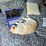 Loosey joined the competition — help win amazing prizes! cat, laptop, bed, pillow, money, currency, reflection, bedspread, pattern, indoor, feline, relaxing, technology, animal, domestic, fur, whiskers, sleeping, purple, currency_notes