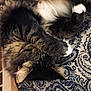 cat, tabby, sleeping, paw, fur, cozy, patterned_fabric, blue, white, indoor, resting, cute, pet, animal, feline, whiskers, ears, soft, relaxation, closeup