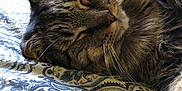 Tom joined the competition — help win amazing prizes! cat, tabby, sleeping, whiskers, fur, closeup, indoor, bedspread, pattern, blue, white, relaxation, pet, animal, cozy, nap, feline, cute, peaceful, resting