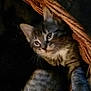 kitten, cat, tabby, pet, animal, basket, fur, whiskers, eyes, cute, indoor, dark, shadow, closeup, young, feline, resting, cozy, small, curious