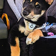 Bear joined the competition — help win amazing prizes! dog, puppy, car_seat, pet, animal, cute, fur, black_and_tan, harness, seat_belt, blanket, car_interior, relaxing, looking, canine, young_dog, portrait, indoors, comfort, pet_accessory